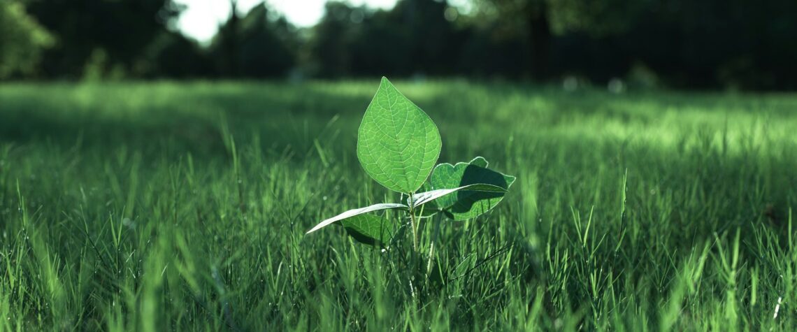 The Role of Nature-Based Solutions in Environmental Sustainability