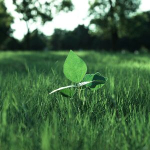 The Role of Nature-Based Solutions in Environmental Sustainability