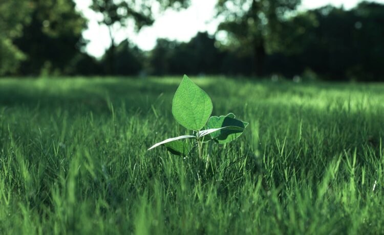 The Role of Nature-Based Solutions in Environmental Sustainability